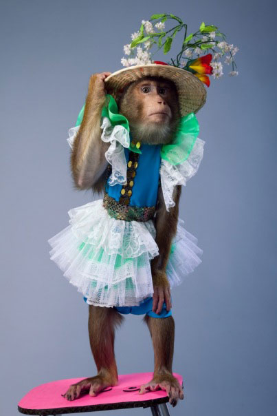 Дрессированная обезьянка на днтский праздник